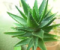 aloevera609