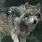 klwolf7